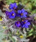 Alkanna tinctoria